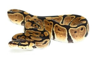 Python regius, het. genetic stripe